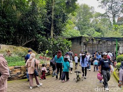 Ajak Si Kecil Interaksi dengan Hewan di Petting Zoo Bunbin Bandung