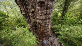 FOTO: Menguak Misteri Bumi dari Pohon Tertua Dunia yang Ada di Chile
