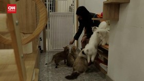 VIDEO: Mampir ke Toko Buku Bertemakan Kucing di Beijing China