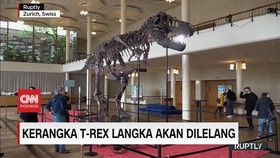 VIDEO: Kerangka T-Rex Langka Akan Dilelang