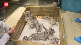 VIDEO: Melihat Kelahiran Enam Anak Harimau Putih Langka di China