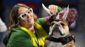FOTO : Anjing-Anjing Bulldog yang Berlomba Jadi yang Tercantik