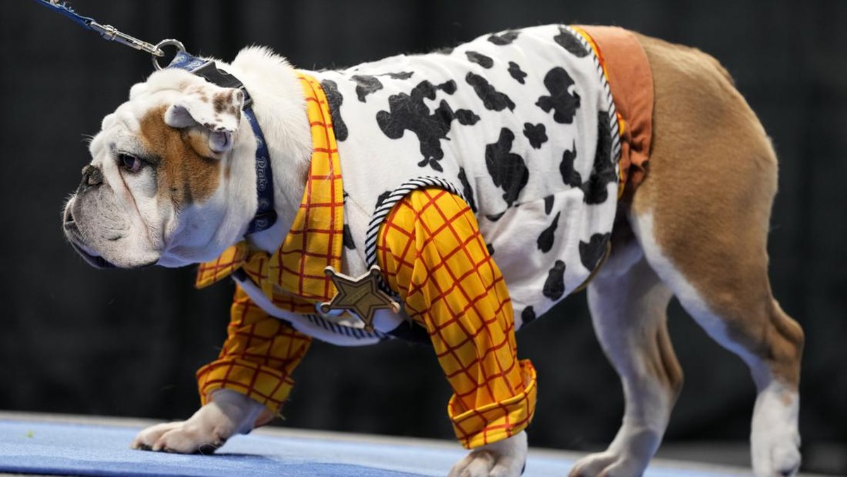 FOTO : Anjing-Anjing Bulldog yang Berlomba Jadi yang Tercantik