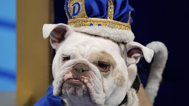 FOTO : Anjing-Anjing Bulldog yang Berlomba Jadi yang Tercantik