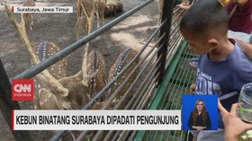 VIDEO: Kebun Binatang Surabaya Dipadati Pengunjung