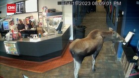 VIDEO: Kocak,Rusa Besar Santai-santai Ke Bioskop dan 'Nyolong' Popcorn