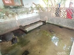 Awal Mula Tradisi Memberi Makan Bulus di Makam Mbah Dudo Kudus