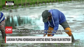 VIDEO: Ilmuwan Filipina Kembangkan Varietas Beras Tahan Iklim Ekstrem