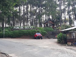 6 Aktivitas Menarik di Puncak Pinus Becici Jogja, Bisa Lihat City Light