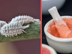 Fakta-fakta Bahtsul Masail NU Jatim Haramkan Karmin Meski Dibolehkan MUI