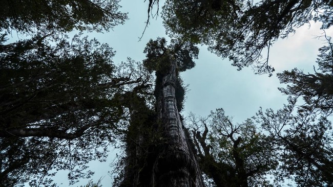 Sejumlah pakar mengungkap fakta organisme yang disebut eukariota merupakan penghuni awal Bumi.