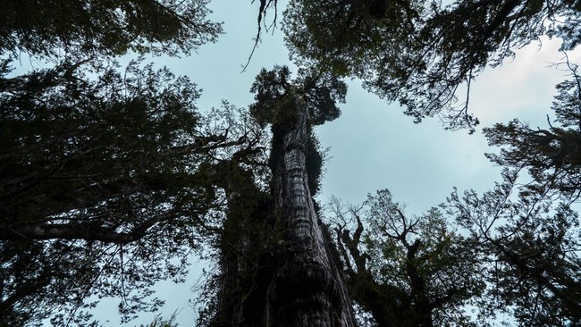Menyingkap Rahasia 'Hutan Tersembunyi', Sebuah Oasis Bawah Tanah yang Luar Biasa di Tiongkok
