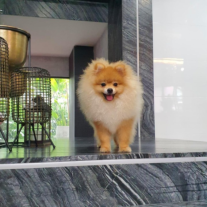 <p>Ibunda Lisa tinggal di sebuah rumah mewah minimalis di Thailand. Hunian tersebut juga terlihat asri dengan adanya beberapa tanaman, Bunda. (Foto: Instagram @chitthipbruschweiler)<br /><br /><br /></p>