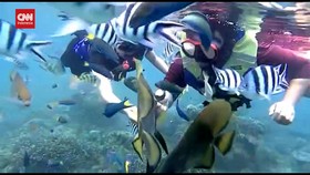 VIDEO: Yuk Berenang Bersama Hiu Di Pulau Bangsring Banyuwangi