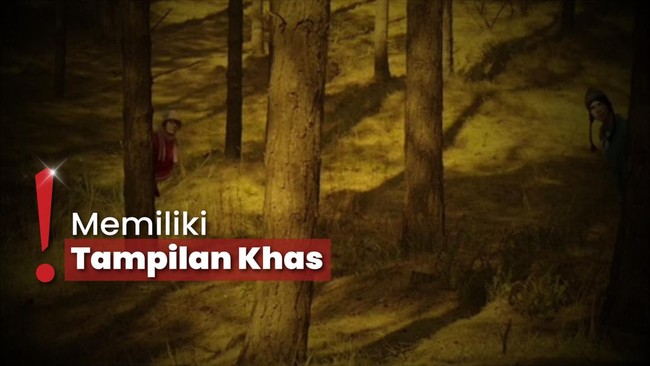 Lagi Viral! Para Konten Kreator Ramai Bikin Video Pendek Ala Wes Anderson