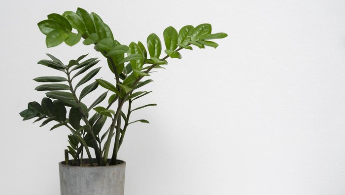 5 Tanaman yang Disukai Ular dan Sebaiknya Jangan Ditanam di Pekarangan Rumah, Cek Ada Punya Kamu?