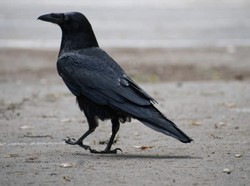 Benarkah Burung Gagak Pertanda Kematian? Cek Fakta atau Mitos di Sini!