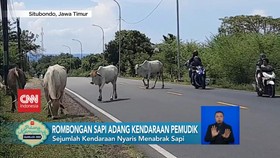 VIDEO: Rombongan Sapi Adang Kendaraan, Pemudik Nekat Naik Sampan Kayu