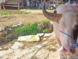 Mengenal Tedong Bonga Toraja, Kerbau Albino yang Harganya Miliaran Rupiah