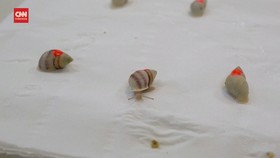 VIDEO: 5.000 Siput Tropis yang Terancam Punah Dilepas ke Habitat Asli
