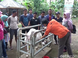 Liburan Sambil Belajar Jadi Peternak Kambing di Lereng Gunung Semeru