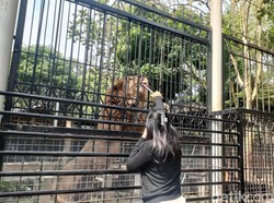 Sensasi Beri Makan Singa di Taman Satwa Cikembulan Garut
