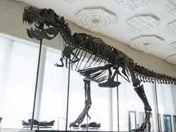 Kerangka T-Rex Dijual Rp 91 Miliar!