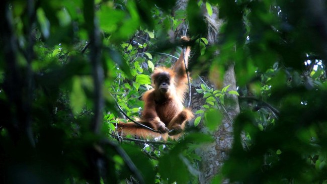 Malaysia berencana menerapkan hadiah orangutan kepada negara-negara yang membeli minyak sawitnya.