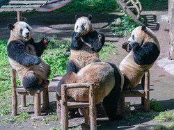 Panda Gemoi Makan di Meja, Malah Dianggap Panda Palsu