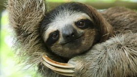 FOTO: Bulu Sloth Kosta Rika Harapan bagi Kekebalan Manusia