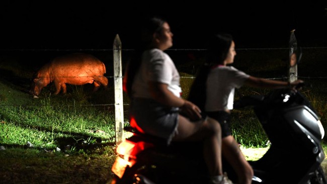 FOTO: Hidup Berdampingan dengan Kuda Nil 'Warisan' Pablo Escobar