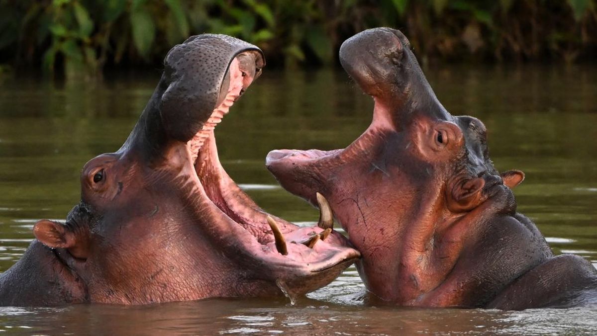 Kolombia Mau Suntik Mati Puluhan Kuda Nil, Apa Alasannya?