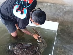 Duh, 21 Penyu Hijau Sitaan Jadi Stres dan Nggak Mau Makan