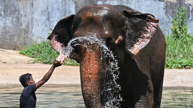 Pemburu Trofi Tewas Dihajar Gajah — Pelajaran Berharga untuk Bisnis Safari Anda?