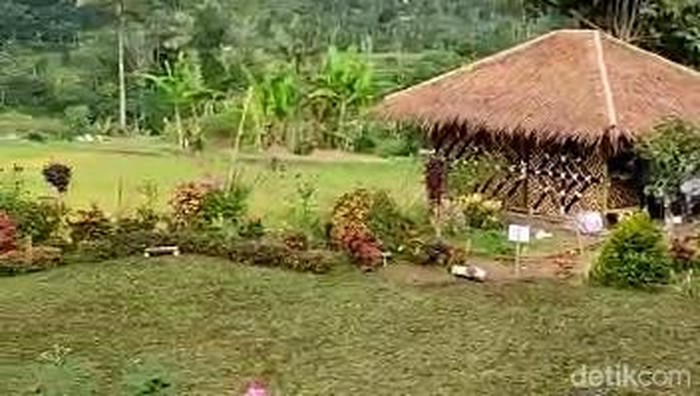 Halaman rumah bah Jajang yang rusak akibat banyaknya pengunjung kembali ditanami rumput hijau