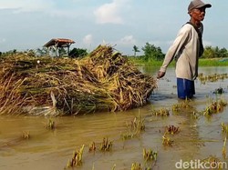 Sungai Citanduy Pangandaran Meluap Rendam Sawah, Petani Kebut Panen