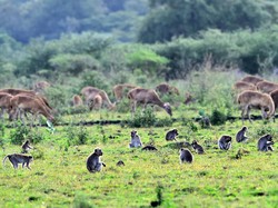 7 Taman Nasional di Indonesia, Ada yang Mirip Sabana Afrika