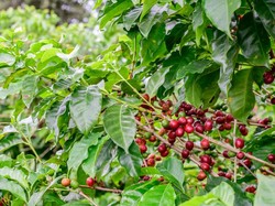 Kopi Bajawa Terancam Punah gegara Perubahan Iklim