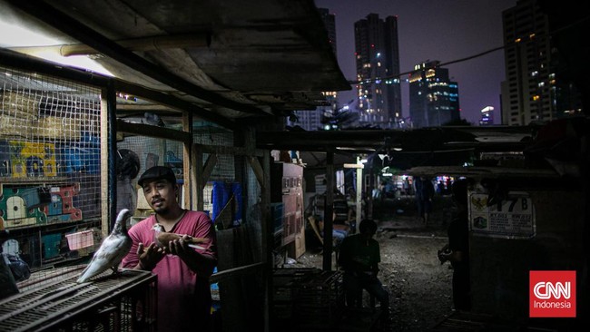 FOTO: Merpati Tak Pernah Ingkar Janji