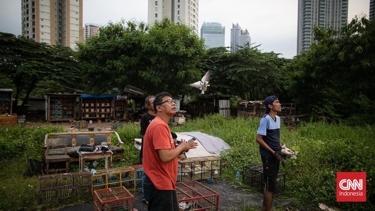 FOTO: Merpati Tak Pernah Ingkar Janji