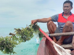 Curhat Petani Rumput Laut Karimunjawa Gagal Panen, Diduga Terdampak Limbah