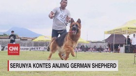 VIDEO: Serunya Kontes Anjing German Shepherd