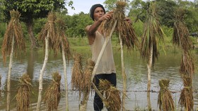 Mentan Amran Kejar Target Genjot Produksi Padi dan Jagung usai El Nino