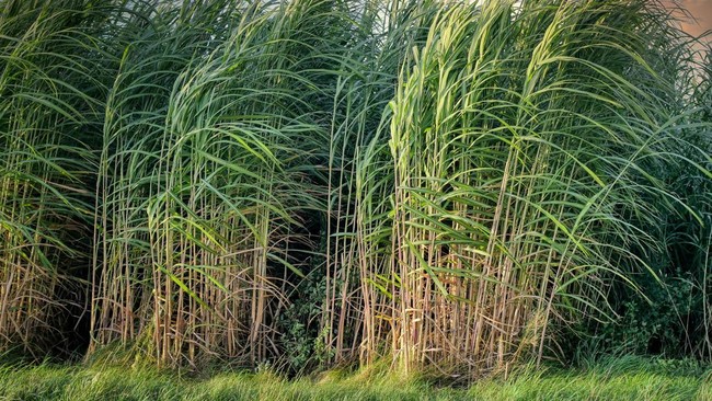 Petani Tebu Beri Kuncian Penting ke Pemerintah Demi RI Swasembada Gula