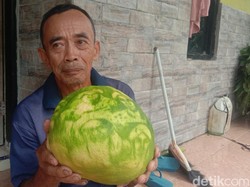 Mengenal Pareidolia Terkait Heboh Jeruk Bergambar Wali Songo di Jepara