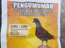 Heboh Sayembara Merpati Balap Hilang Berhadiah Rp 15 Juta di Pasuruan