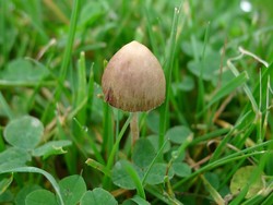 Magic Mushroom Bisa Menyembuhkan Buta Warna? Begini Kata Peneliti