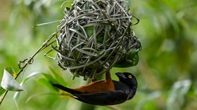 FOTO: Melihat Taman Burung 17 Hektar yang Baru Buka di Singapura