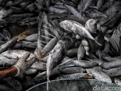 KKP Yakin Penangkapan Ikan Terukur Bisa Buka 60 Ribu Lapangan Kerja