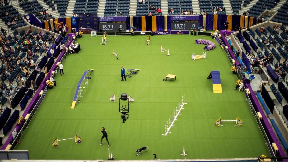 FOTO: Ribuan Anjing Bersaing di Kompetisi Westminster Kennel